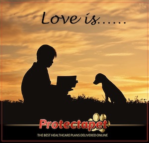 Puppy and its owner reading a book in a field advertising Protect your pet with Protectapet Healthcare Plans 